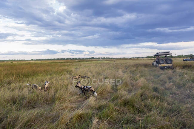 Afrikanische Wildhunde, Lycaon pictus im langen Gras. — Stockfoto