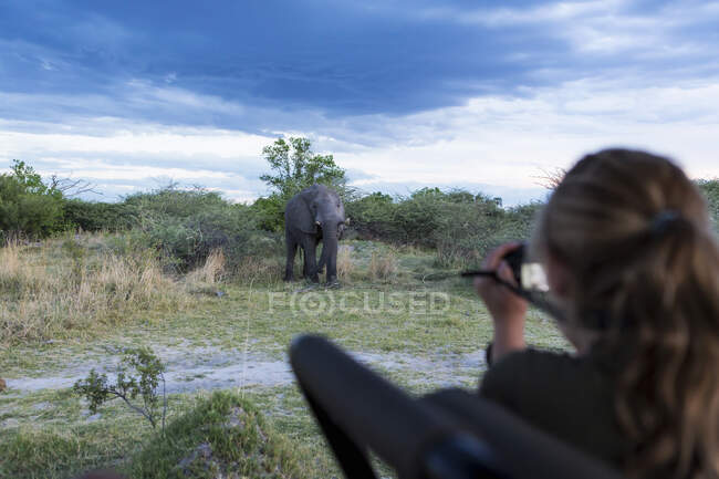 Девушка-подросток, использующая камеру, фотографирует взрослого слона с бивнями, приближающимися — стоковое фото
