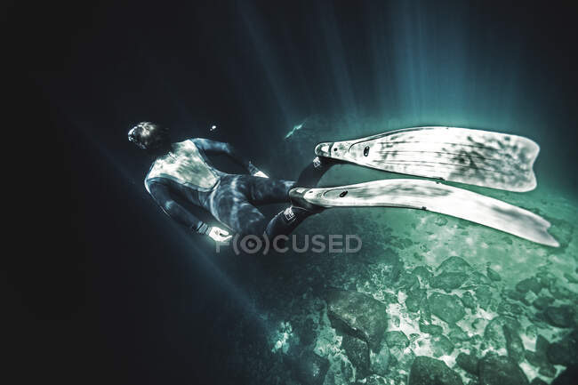 Vista submarina de alto ángulo del buzo con traje de neopreno y aletas, la luz del sol se filtra desde arriba. - foto de stock