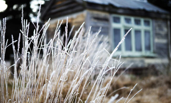 Close up of grass, building exterior in the background. — Stock Photo