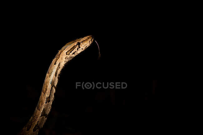 Un serpente pitone, Python sebae, illuminato da riflettori, lingua estesa — Foto stock