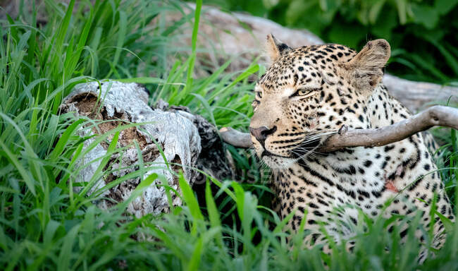 Un leopardo, Panthera pardus, acostado apoyando la cabeza sobre una rama, orejas hacia atrás - foto de stock