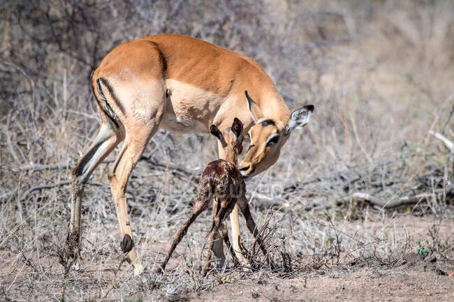 Madre impala, Aepyceros melampus, chinandosi a leccare il suo vitello appena nato — Foto stock