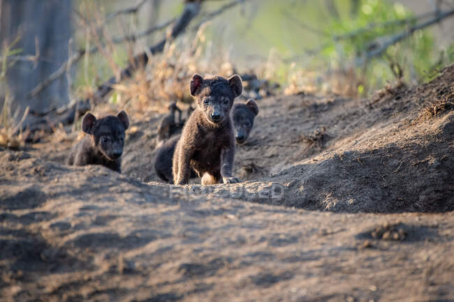 Cachorros hiena, Crocuta crocuta, caminando fuera de su sitio de guarida, orejas animadas por la luz del sol - foto de stock