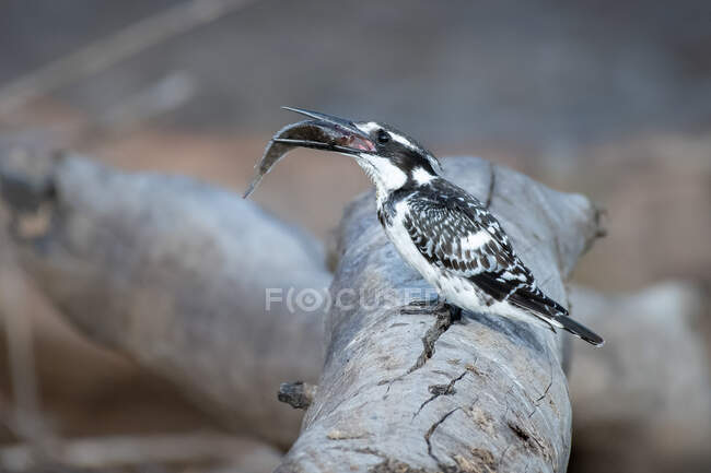 Side view of a pied kingfisher, Ceryle rudis, standing on a log, holding a fish between its beak — Stock Photo