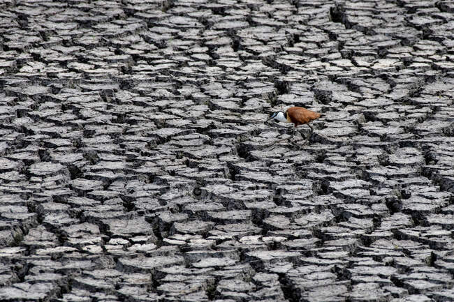 Una jacana africana, Actophilornis africanus, che cammina nel fango crepato secco — Foto stock