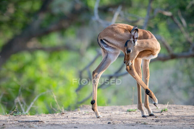Um bezerro impala, Aepyceros melampus, girando e lambendo sua perna traseira, hing perna levantada — Fotografia de Stock