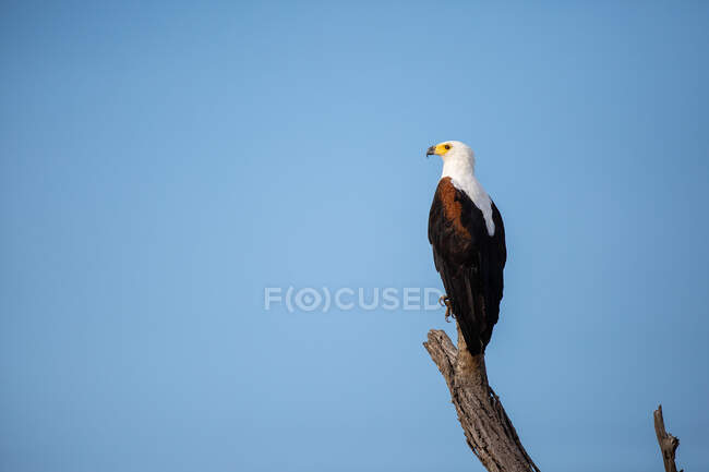 Un águila pescadora, Haliaeetus vocifer, posando sobre una rama muerta, mirando fuera de marco, fondo azul del cielo - foto de stock