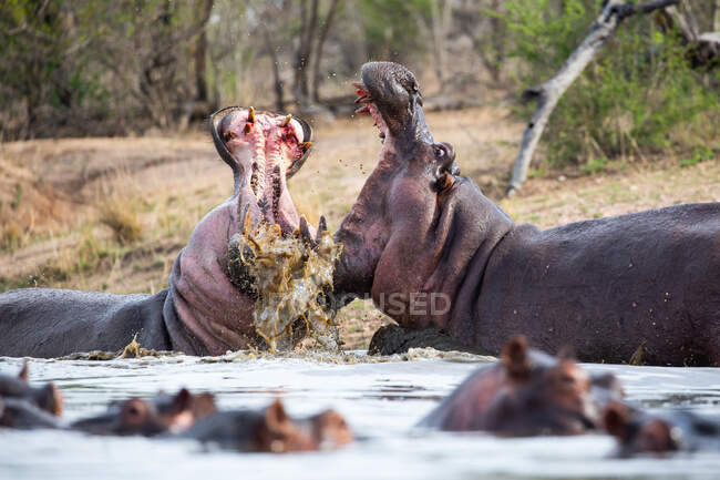 Dos hipopótamos, Hippopotamus amphibius, abren la boca mientras luchan en agua, dientes y sangre visibles - foto de stock