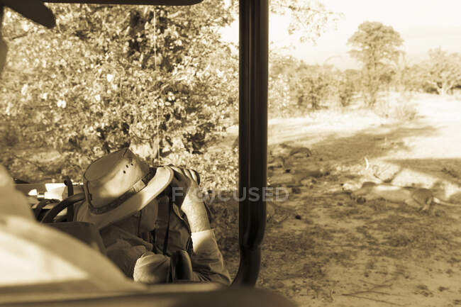 Чоловік на сафарі за допомогою біноклів спостерігає, як сплять стебла, що лежать у тіні лісу.. — стокове фото