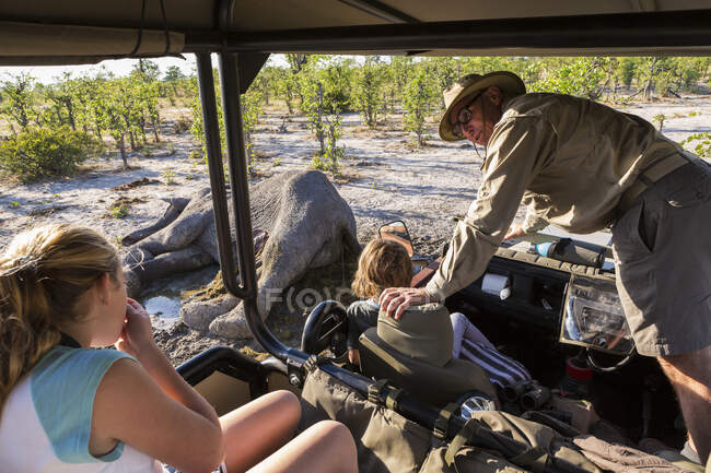 Veicolo con due bambini e una guida turistica che si sporge e guarda la carcassa di un elefante morto. — Foto stock