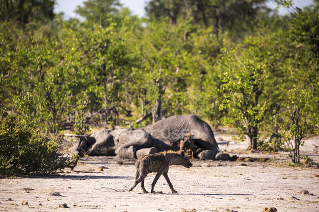 Eine einzelne Hyäne neben einem toten Elefantenkadaver, der Aasfresser. — Stockfoto