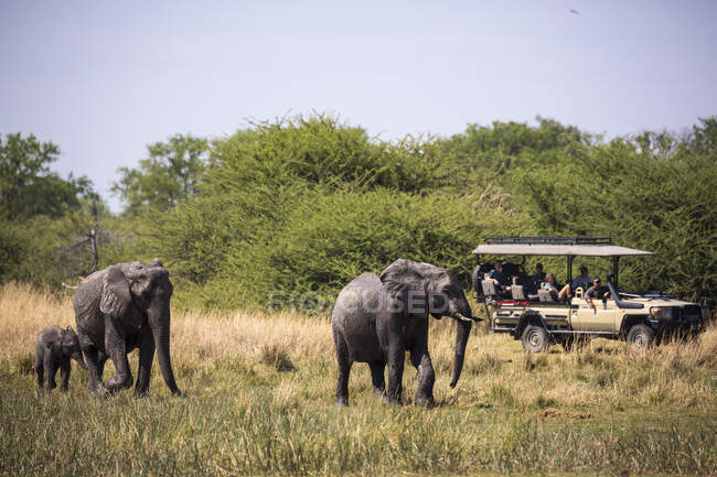 Manada de elefantes reunidos en el pozo de agua, Reserva de caza de Moremi, Botswana - foto de stock