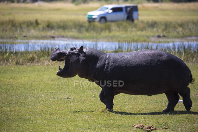 Hipopótamo con la boca abierta en un pozo de agua. - foto de stock