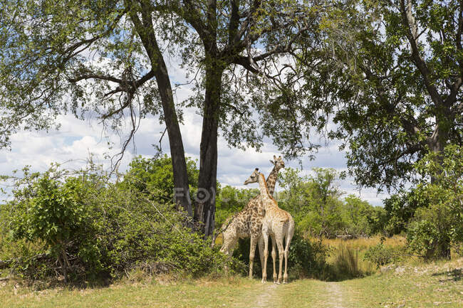 Par de girafas sob árvores, Moremi Game Reserve, Botsuana — Fotografia de Stock