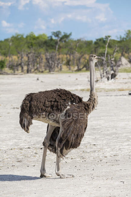 Uma avestruz em pé no chão aberto. — Fotografia de Stock