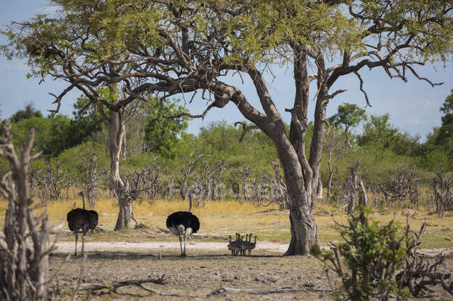 Pareja de avestruces con un embrague de polluelos jóvenes avestruces a la sombra de un árbol . - foto de stock