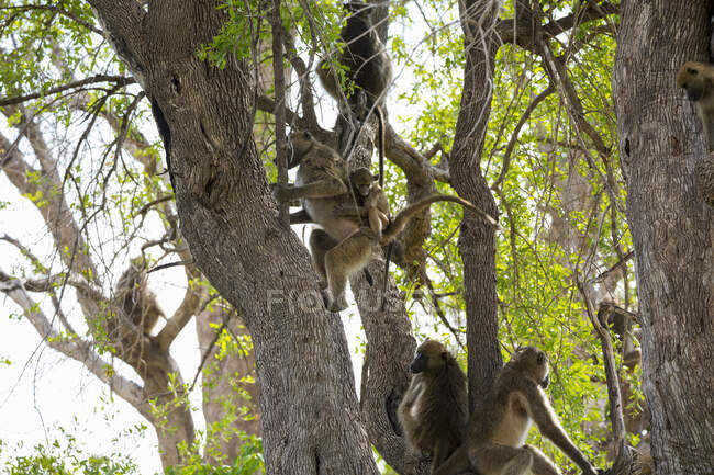 Família de babuínos sob as árvores em uma reserva de caça
. — Fotografia de Stock