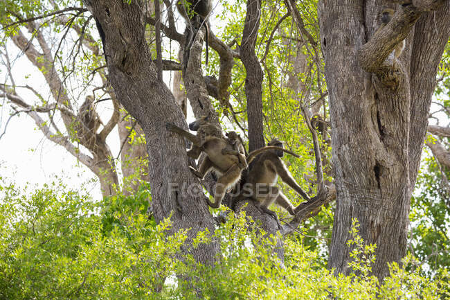 Família de babuínos sob as árvores em uma reserva de caça . — Fotografia de Stock