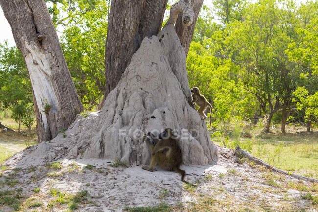 Родина бабуїнів під деревами біля термітного кургану в заповіднику.. — стокове фото