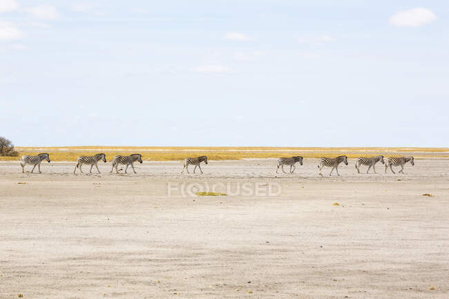 Группа зебр Бурчелла в пустыне Калахари — стоковое фото