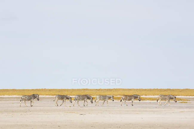 Le zebre di Burchell, un piccolo gruppo di animali nel deserto del Kalahari, — Foto stock