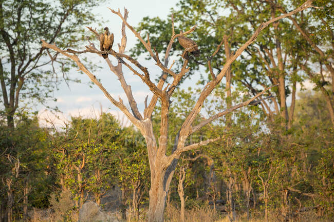 Dos grandes aves de presa, buitres posados en un árbol . - foto de stock