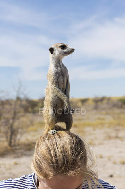 Niña de 12 años con suricata en la cabeza, desierto de Kalahari, salinas Makgadikgadi, Botswana - foto de stock