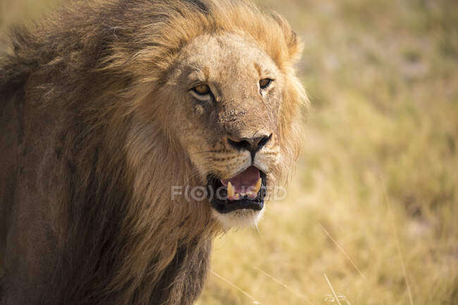 Leão macho, deserto de Kalahari, panelas de sal Makgadikgadi, Botsuana — Fotografia de Stock