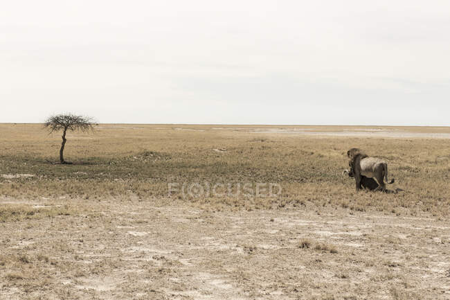 Leone maschio e gnu morto, deserto del Kalahari — Foto stock