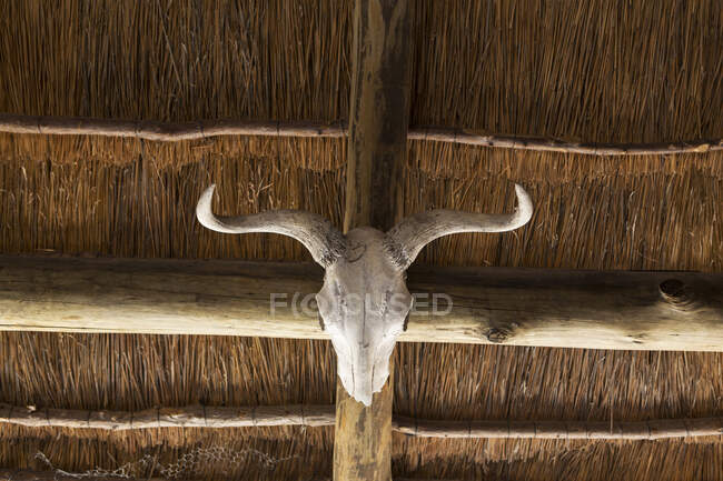 Teschio animale con corna curve su una trave sotto un tetto. — Foto stock
