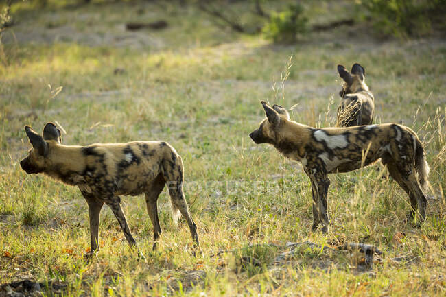 Pack of wild dogs in woodland. — Stock Photo