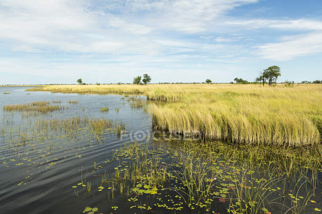 Schilfgürtel und Wasserwege im Okavango-Delta, Botswana — Stockfoto