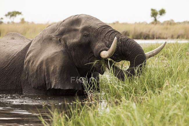 Mature elephant with tusks wading through water and reeds. — Stock Photo