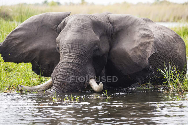 Elefante maturo con zanne che guadano l'acqua e canne. — Foto stock