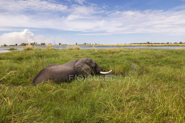 Reifer Elefant mit Stoßzähnen watet durch Wasser und Schilf. — Stockfoto