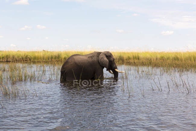 Elefante maduro con colmillos vadeando a través del agua y las cañas . - foto de stock