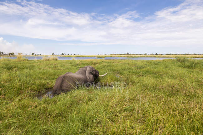 Elefante maduro com presas percorrendo a água e juncos . — Fotografia de Stock