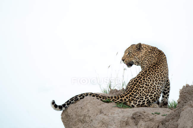 Leopardo, Panthera pardus, seduto su un termitaio, guardando oltre la spalla, guardando fuori dalla cornice, sfondo bianco — Foto stock