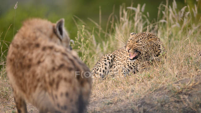 Leopardo, Panthera pardus, acostado en la hierba y gruñendo a una hiena, Crocuta crocuta - foto de stock