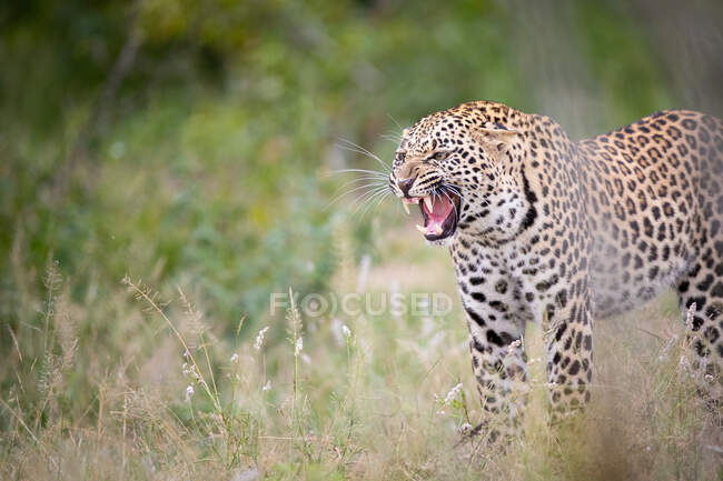 Leopard, Panthera pardus, steht in kurzem Gras und knurrt, schaut aus dem Rahmen, Zähne sichtbar — Stockfoto