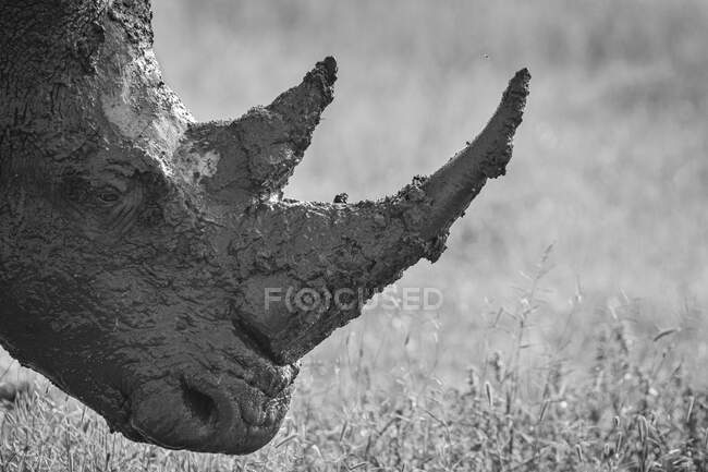 Perto da cabeça de um rinoceronte branco, Ceratotherium simum, coberto de lama, perfil lateral, preto e branco — Fotografia de Stock