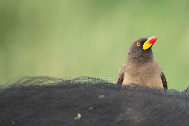 A yellow-billed oxpecker, Buphagus africanus, perching on an animal, green background — Stock Photo