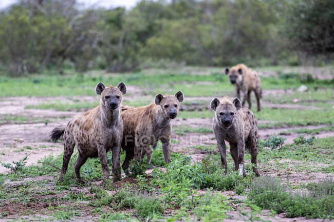 Clan of hyenas, Crocuta crocuta, standing together, direct gaze, ears forward, greenery background — Stock Photo