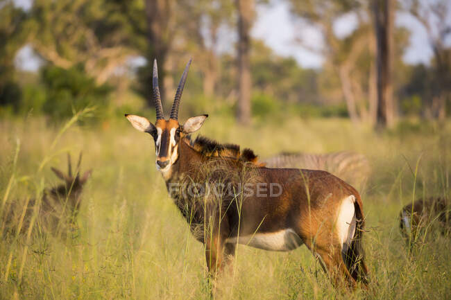 Oryx au coucher du soleil dans l'herbe longue — Photo de stock