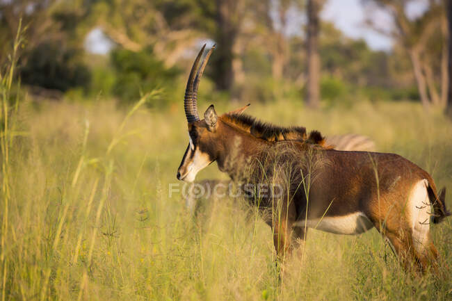 Oryx au coucher du soleil dans l'herbe longue — Photo de stock