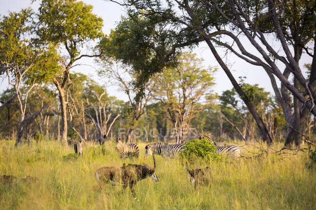 Oryx e zebras em grama longa ao pôr do sol — Fotografia de Stock