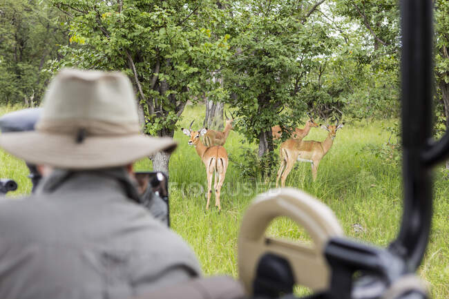 Verschwommener Führer, der Impalas von Safarifahrzeugen aus betrachtet, Botswana — Stockfoto