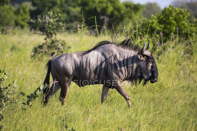 A wildebeest in long grass. — Stock Photo