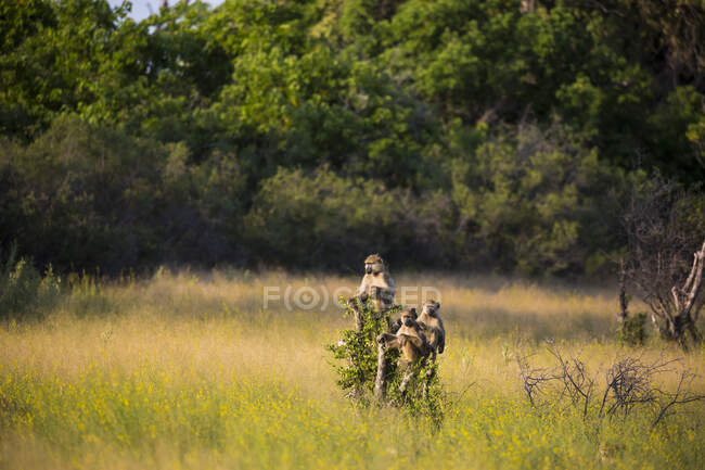 Scimmie su ramo d'albero al tramonto, Botswana — Foto stock